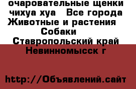 очаровательные щенки чихуа-хуа - Все города Животные и растения » Собаки   . Ставропольский край,Невинномысск г.
